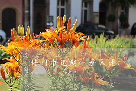 信用卡逾期 每天还100 信用卡逾期 每天还100